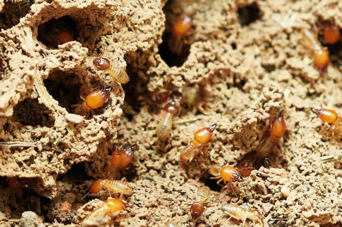 Sarasota Termites Inspection and Treatment