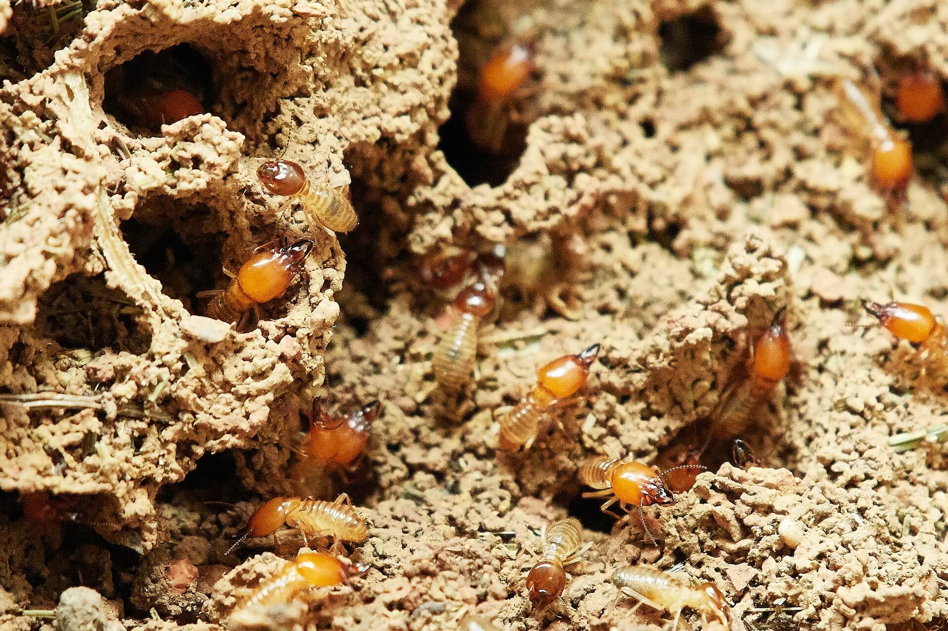 termites control Sarasota
