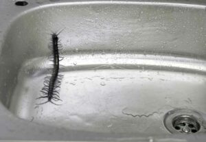 Centipede Repellent: 5 Natural Homemade Centipede Repellents