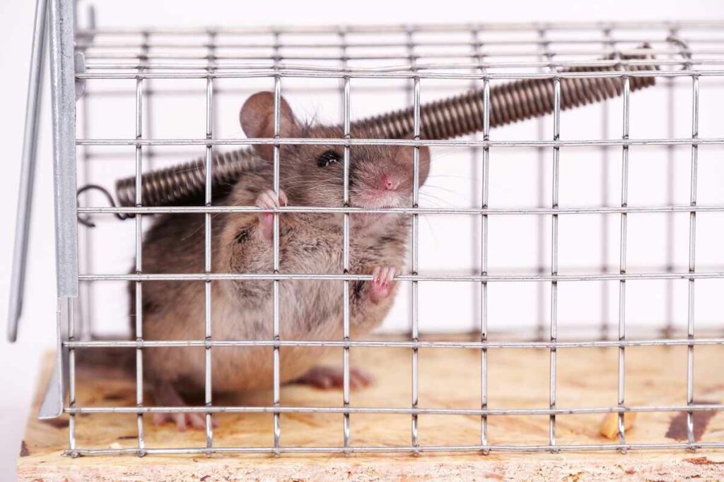 How to Get Rid of Mice the Best Ways to Get Rid of Mice