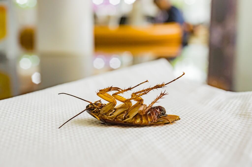 How Often Should Pest Control Be Done in a Restaurant?