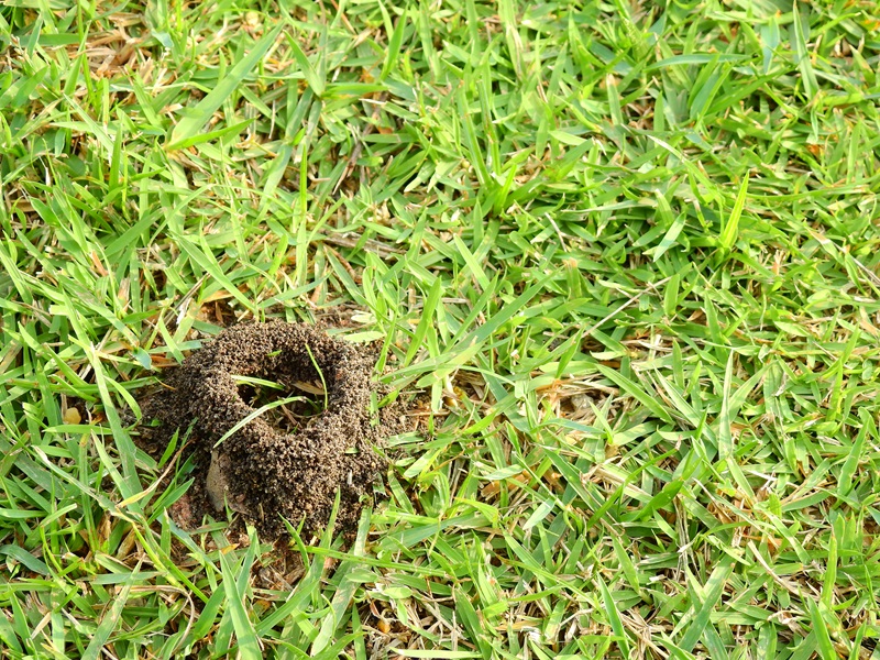 How to Get Rid of Ants in the Lawn