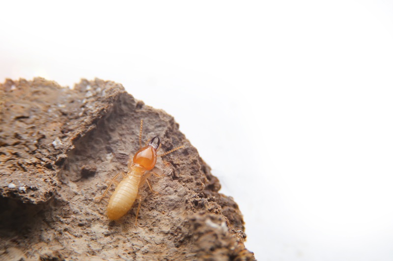 What Do Termites Look Like to the Human Eye?