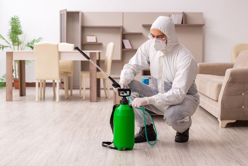 Who is Responsible for Pest Control When Renting?