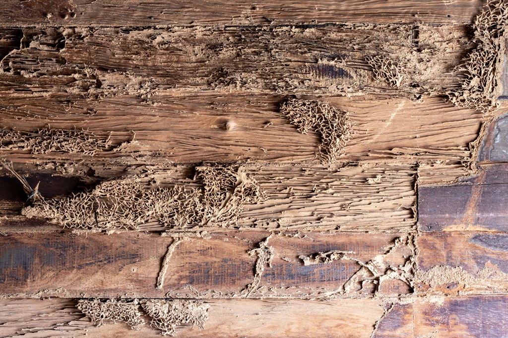 Termites in Hardwood Floors