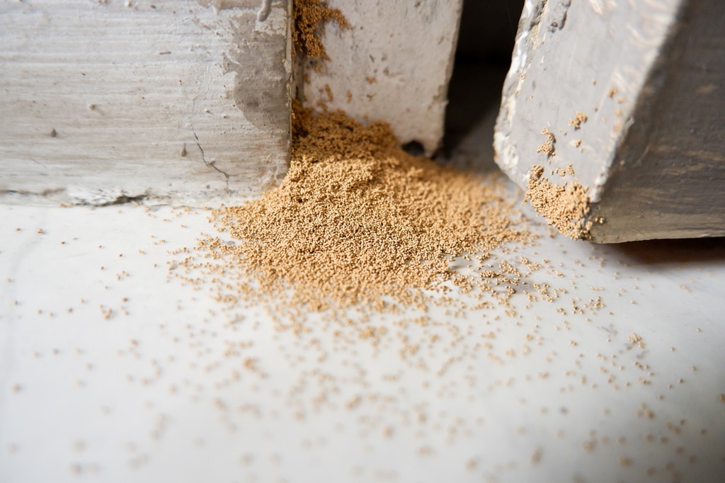 House Fails a Termite Inspection