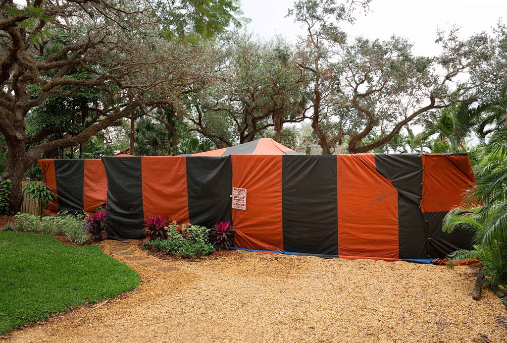 Tent Termites in Florida