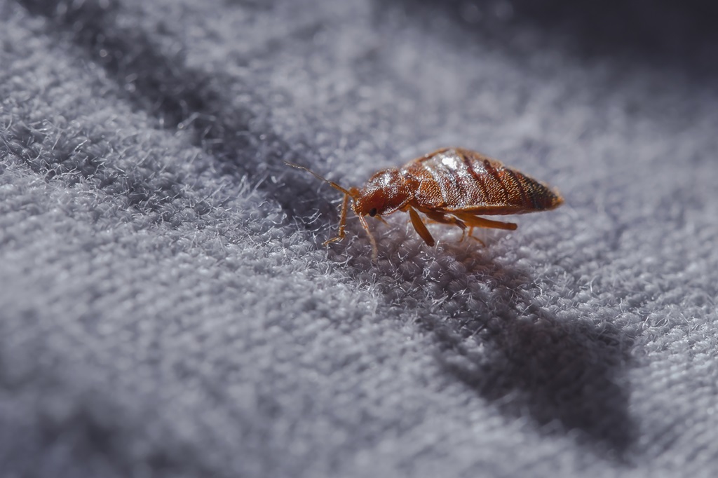 get rid Bed Bugs