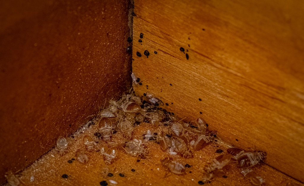 How to Dispose of Bed Bugs Infested Furniture