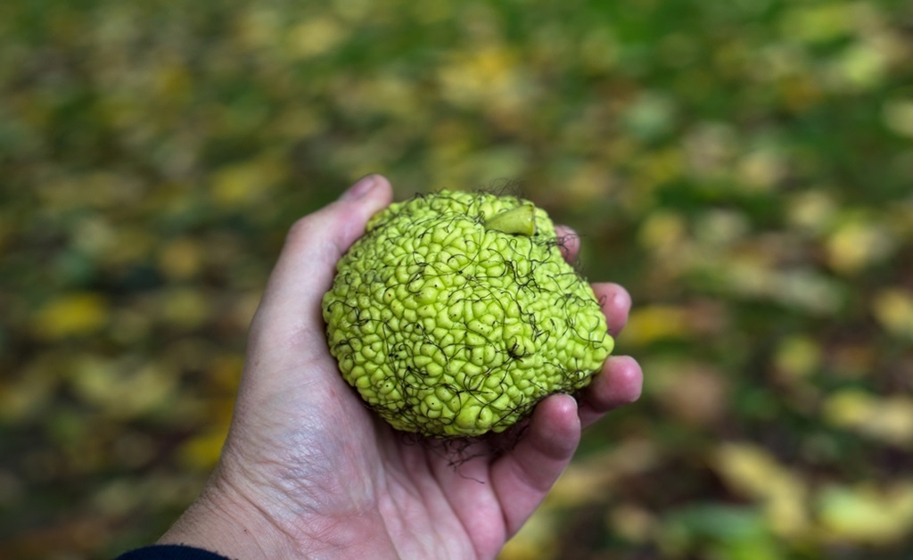 How to Use Hedge Apples for Pest Control
