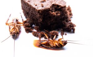 Types of Bugs That Look Like Cockroaches Roach Control