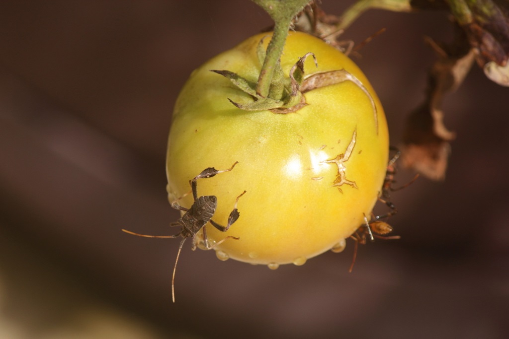 How to Get Rid of Leaf-Footed Bugs on Tomatoes