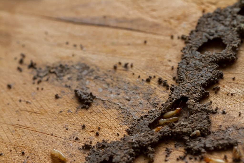 What's the Best Termite Treatment for Your Home