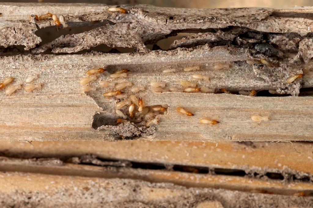 Do Termites Eat Pressure-Treated Wood