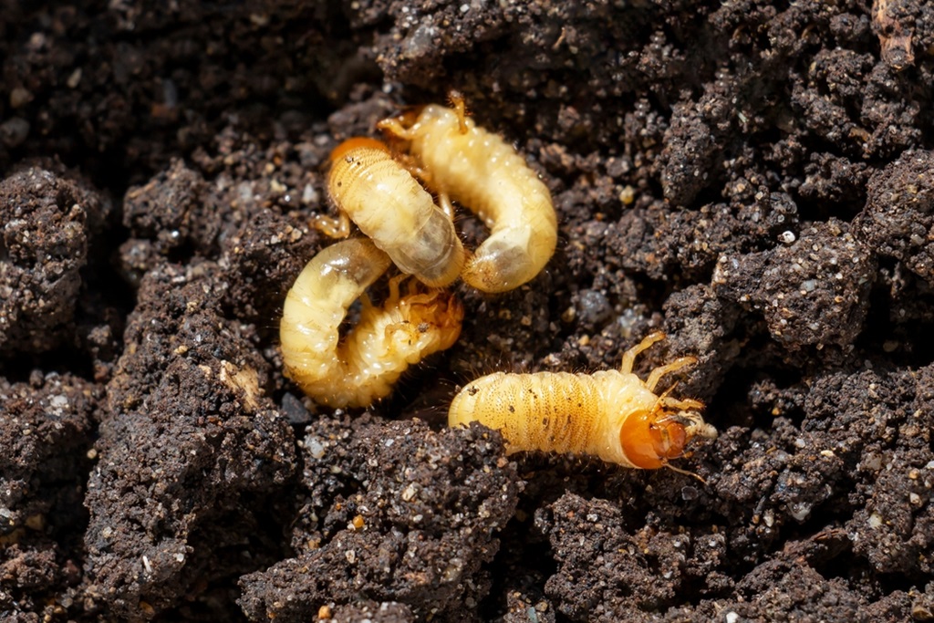 Insects Soil in My Yard Lawn