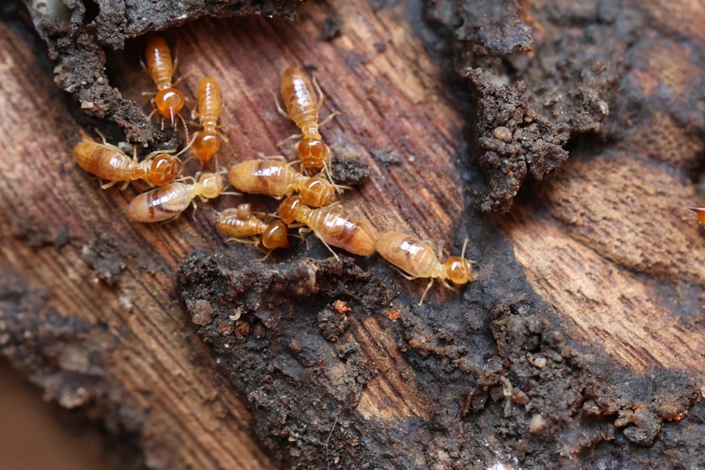 Remove Termites from Furniture