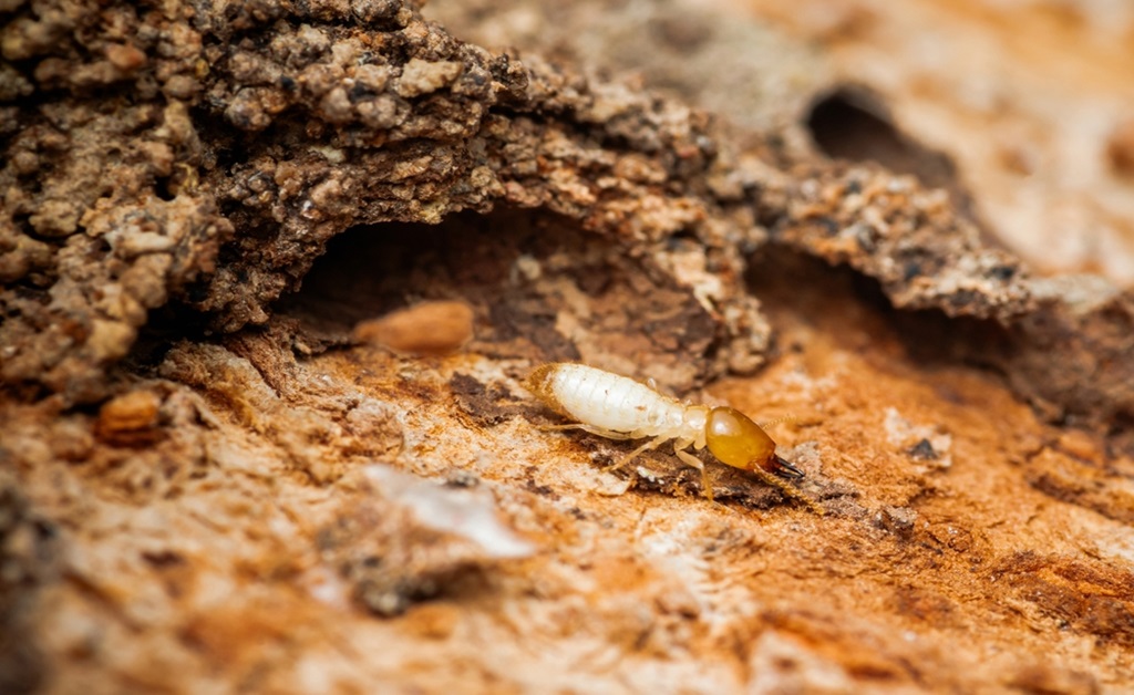 Prevent Termites in the House