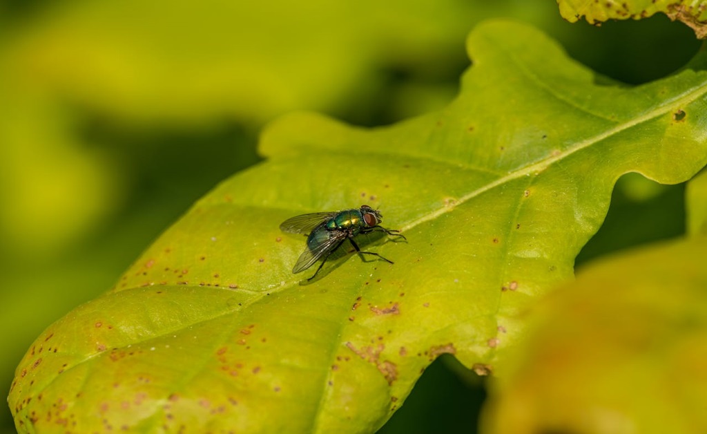 Pest Control Get Rid of Flies