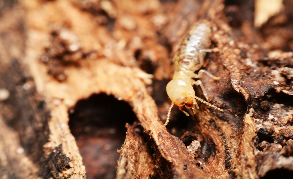 Treat for Termites to Prevent Damage