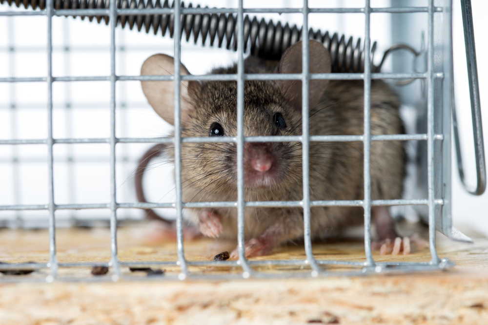 How to Get Rid of Rats in the Backyard